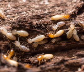 termite treatment and control