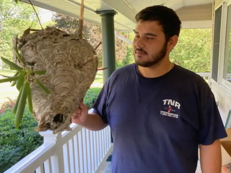 Residential-pest-control-services-in-NYC.webp