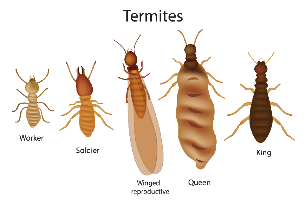 Termites