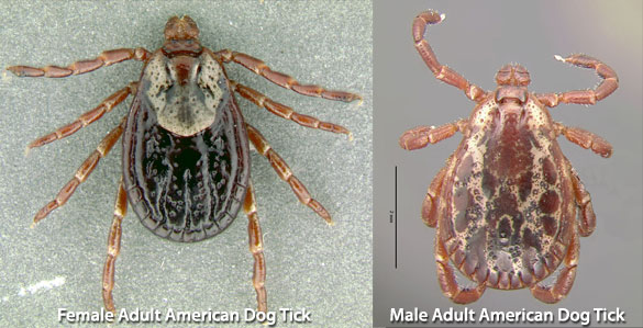 dogticks