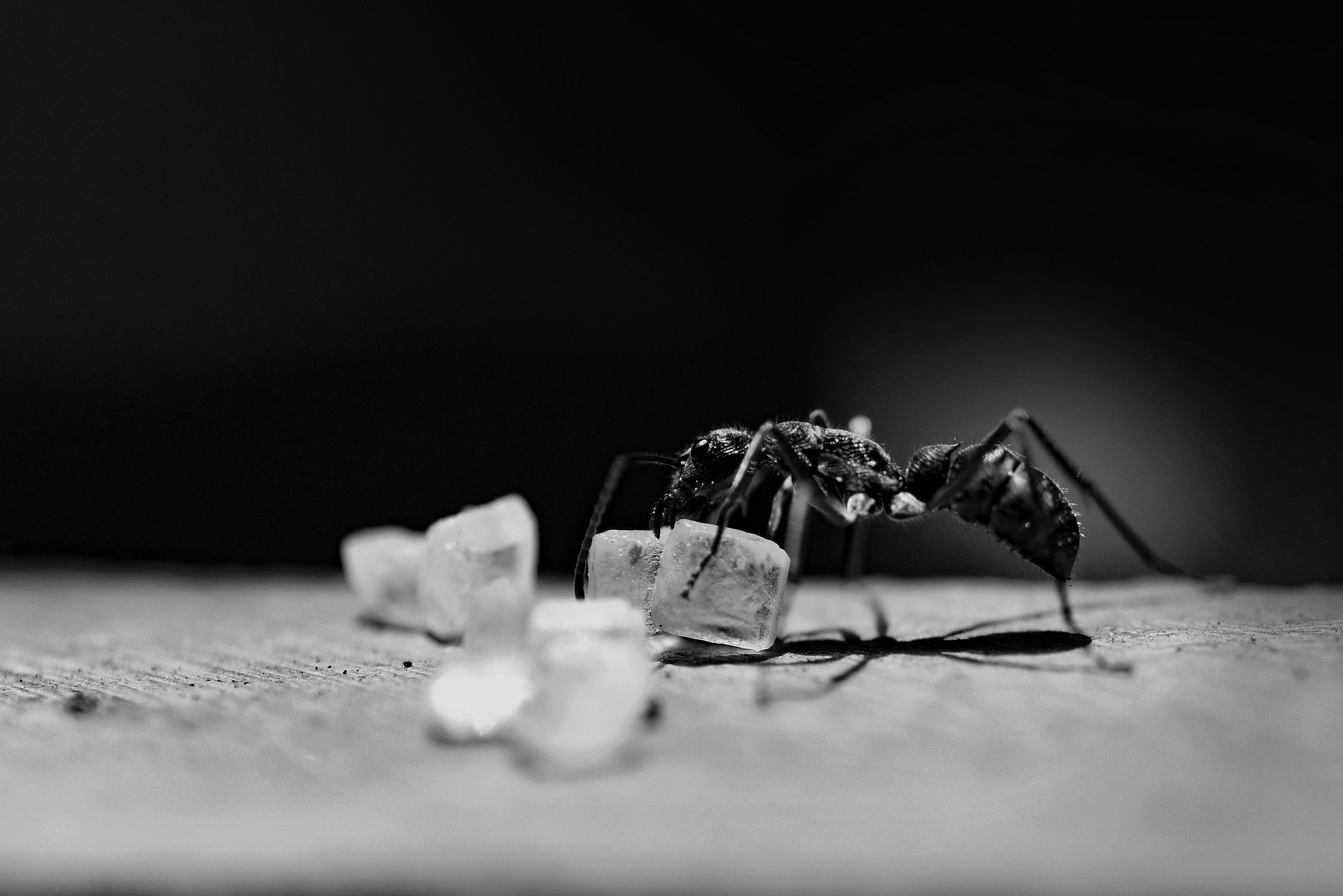 Household Ants & Carpenter Ants Control Guide: Effective Tips & Solutions