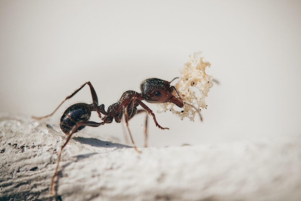 Household Ants & Carpenter Ants Control Guide: Effective Tips & Solutions